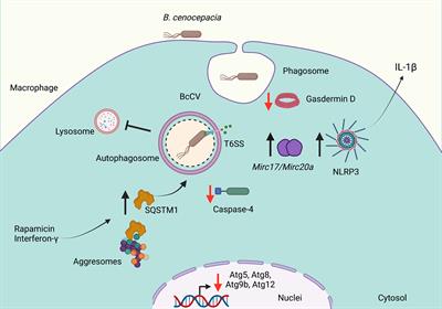 Bacterial Subversion of Autophagy in Cystic Fibrosis